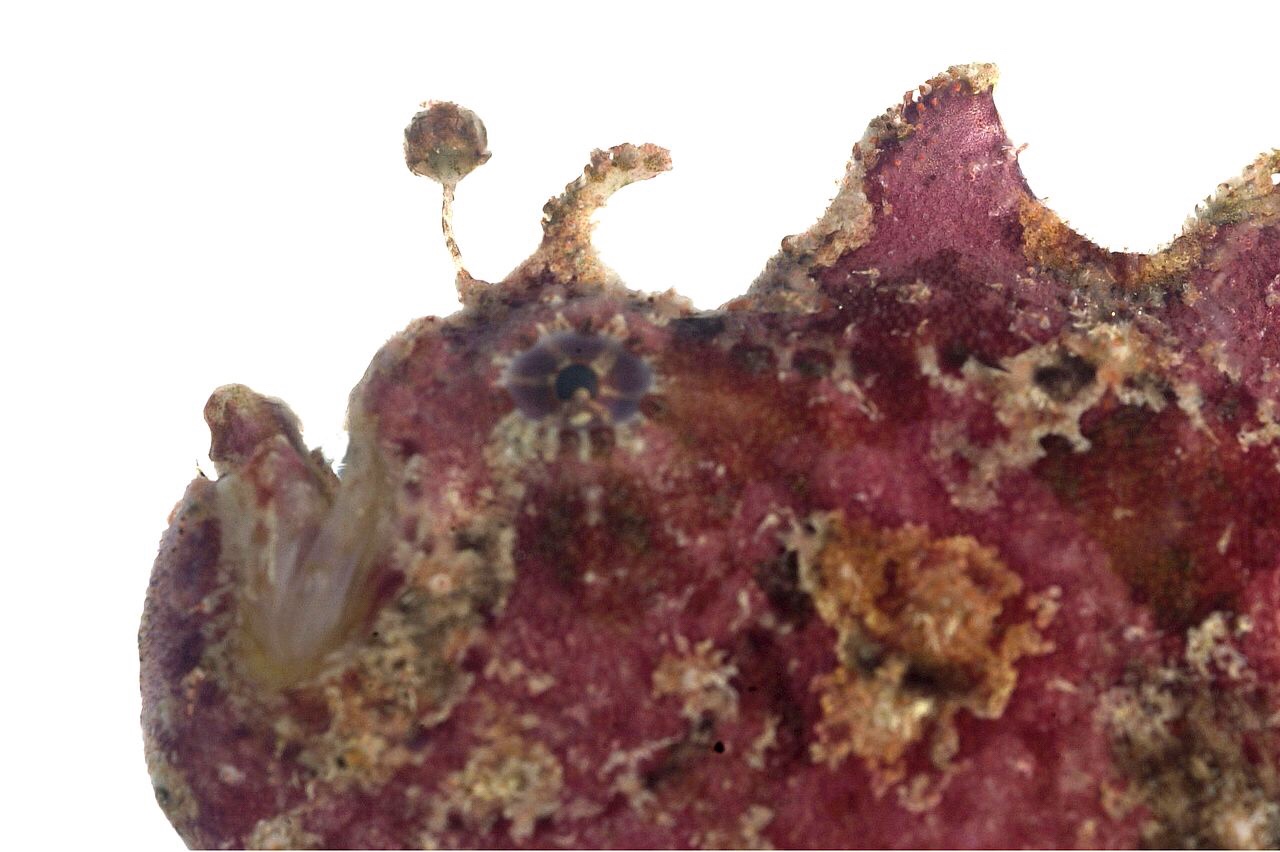 For these bacteria, symbiosis is a glowing success