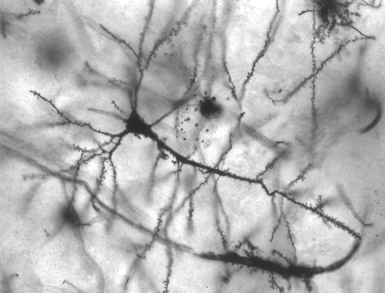 Neurons may be more versatile than commonly thought