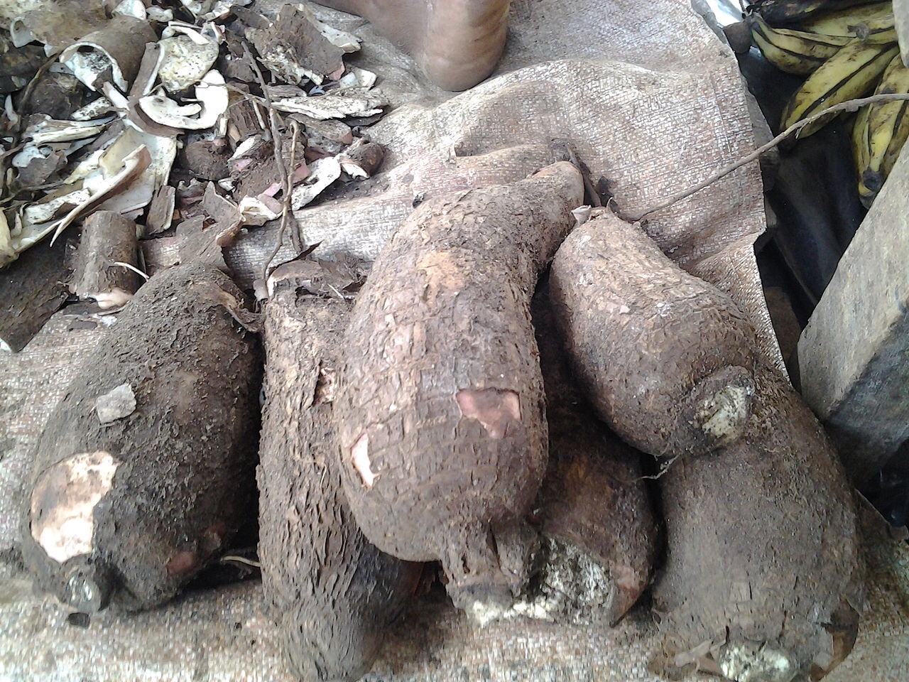 Lowlands of Amazonia show traces of ancient agriculture