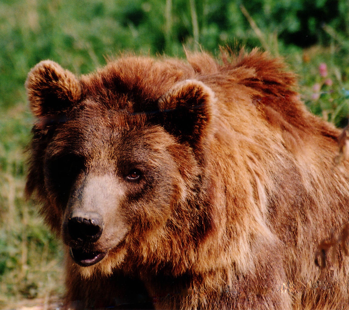 The next antibiotic might come straight from a brown bear’s mouth