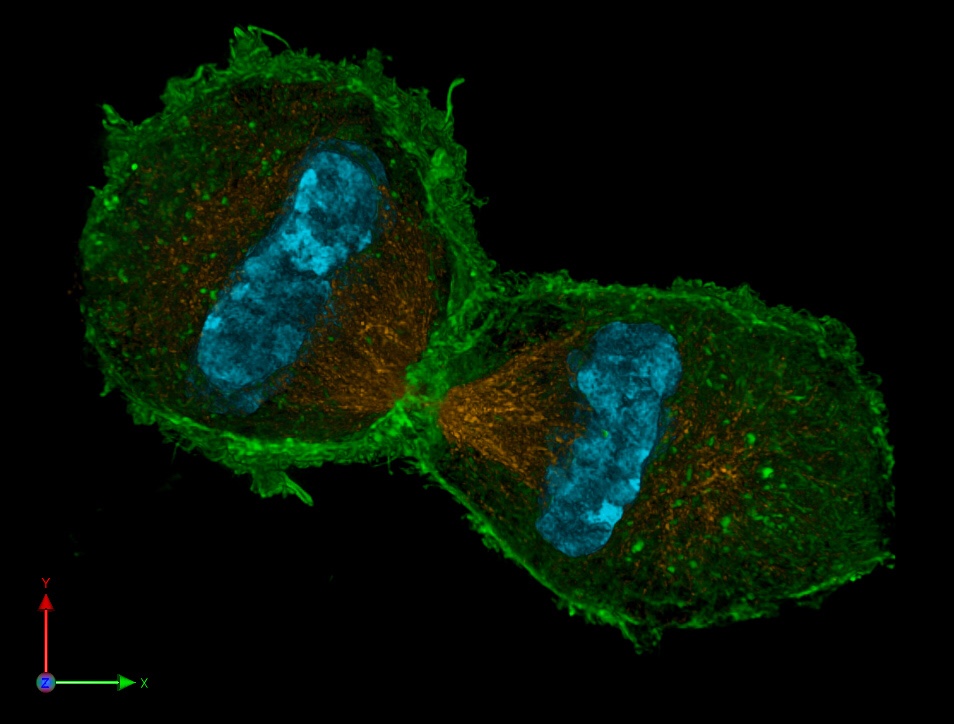 Researchers piece together an interactive map of mitosis