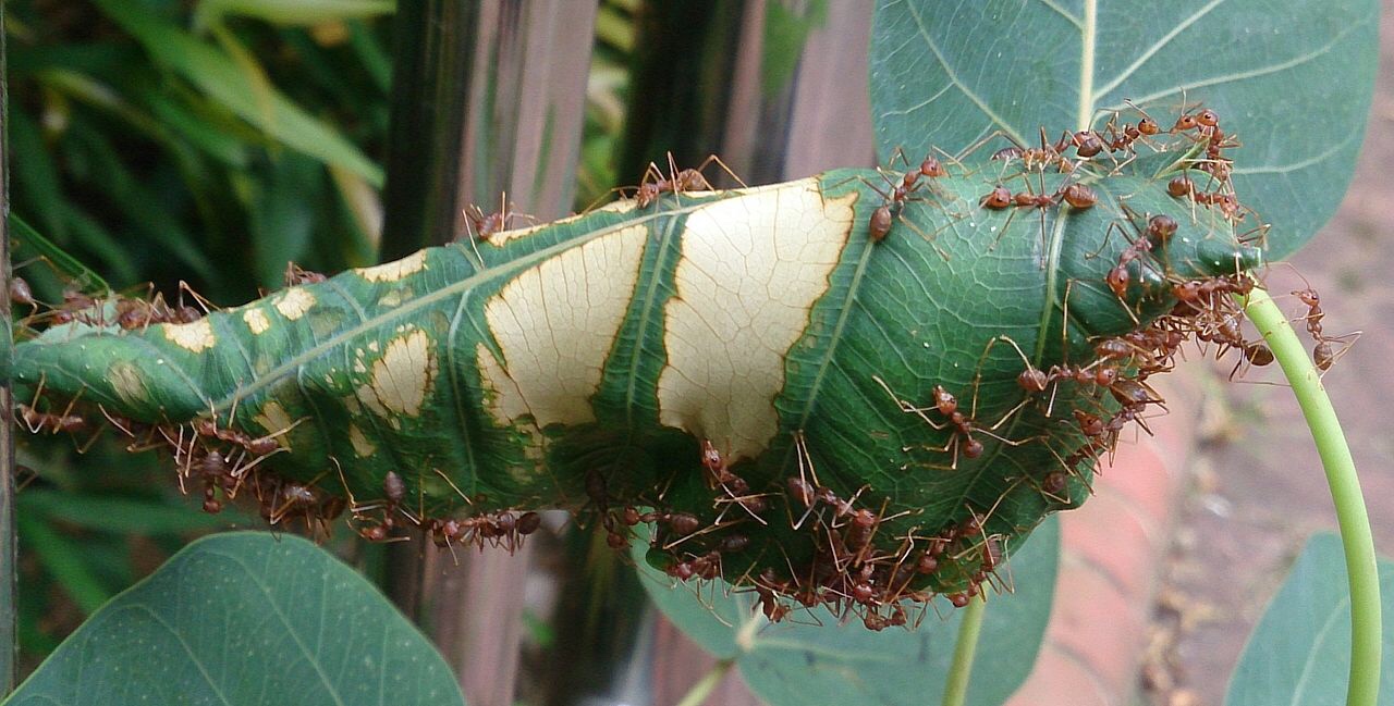 Fire ants are spreading across the globe, end of story