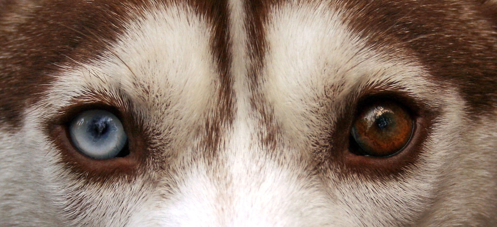Animals have a sense of time; humans aren’t so special