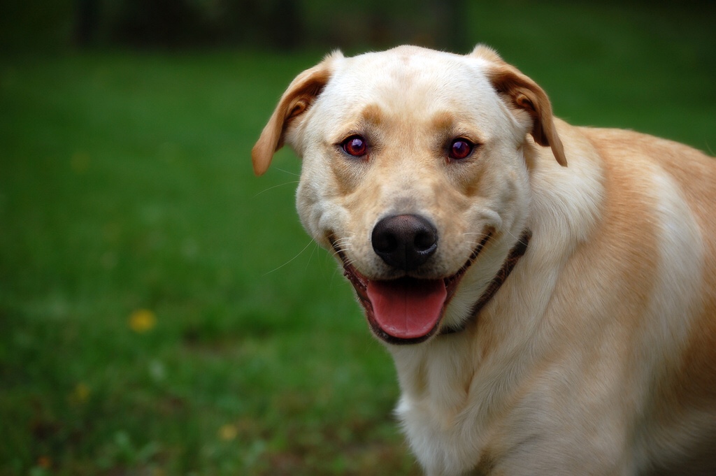 There’s unwanted glyphosate in pet food, effects unclear