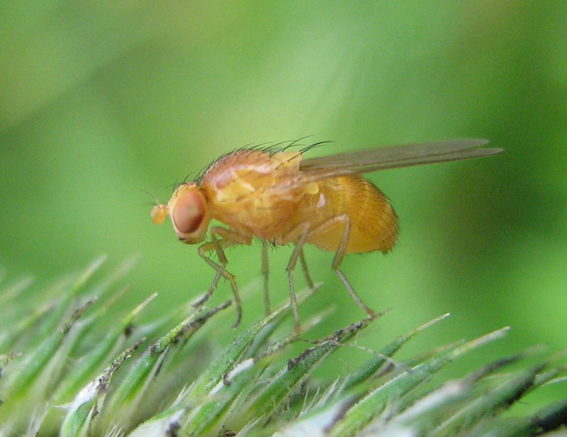 Researchers develop a new way to observe limb control neural circuits