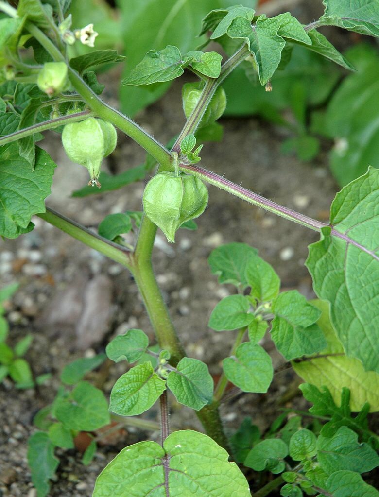Can groundcherries become the next quinoa in the food world?