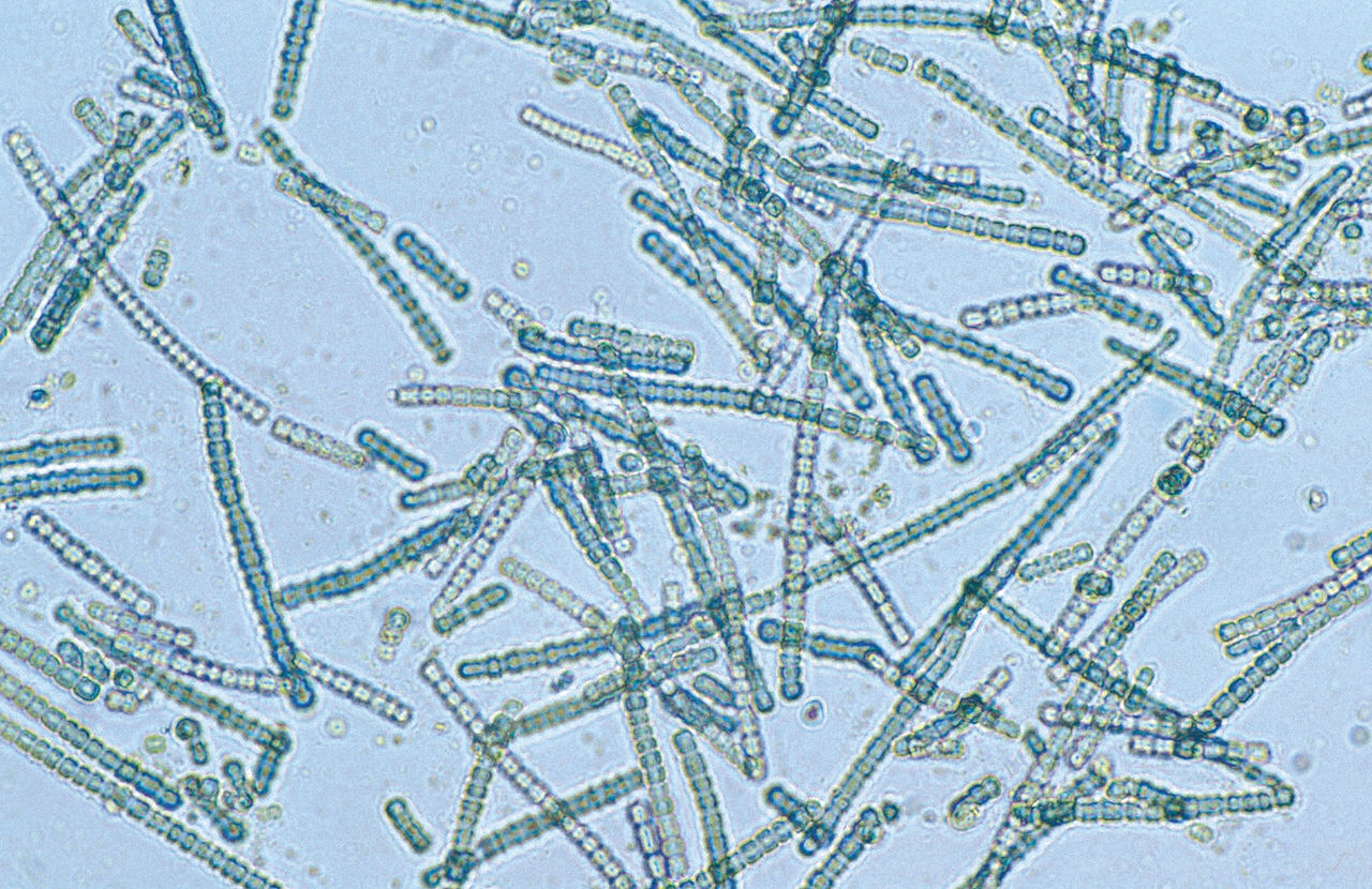 Under low light conditions Cyanobacteria divide unevenly and awkwardly