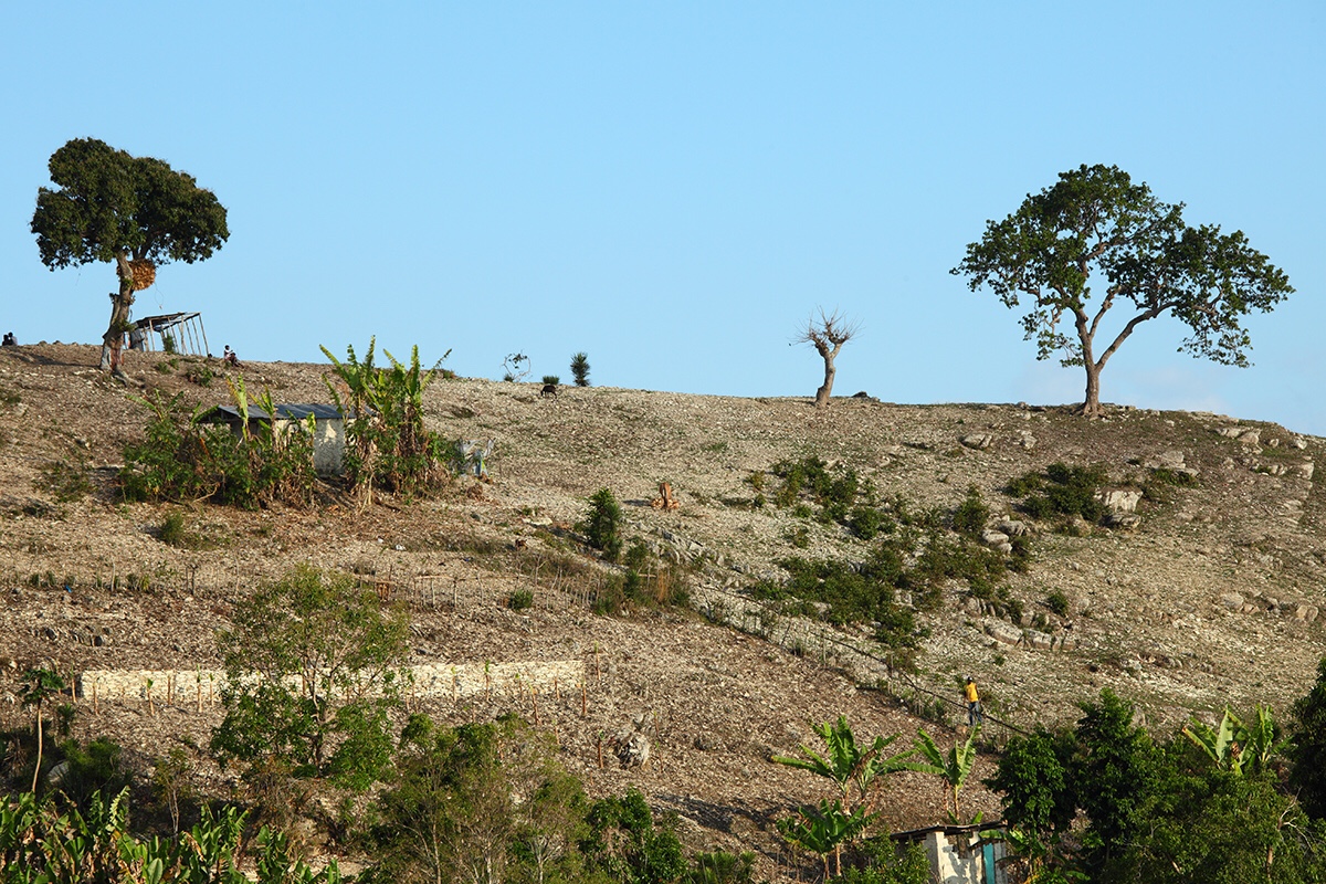 Poverty-driven deforestation in Haiti will wipe out all forests in 20 years, biodiversity to suffer