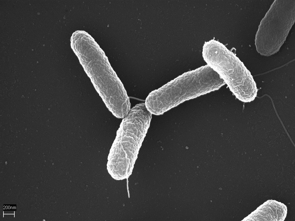 Gut microbiota can play a role in the development of diabetes