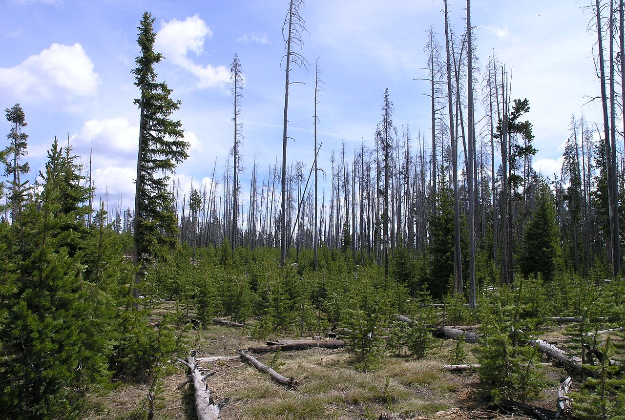 Researchers compared man made forest disturbances with ones caused by climate changes