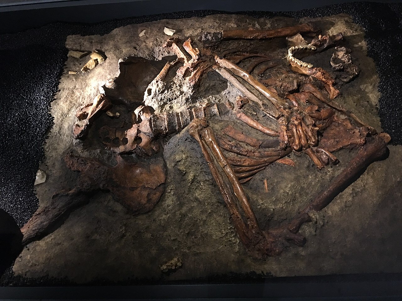 First 3D virtual reconstruction of complete Neanderthal rib cage