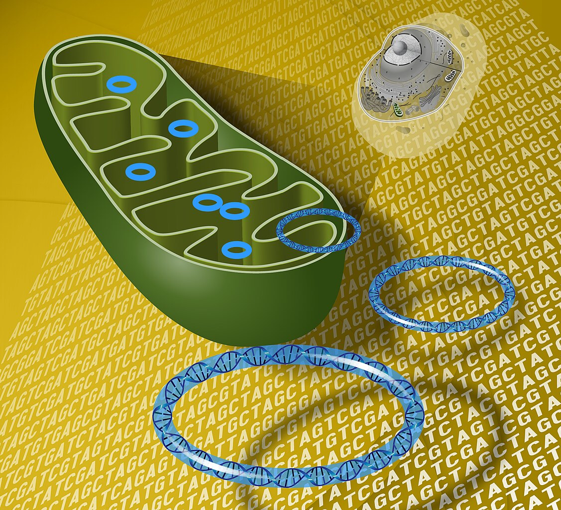 Mitochondria play an unexpected role in combatting pathogens