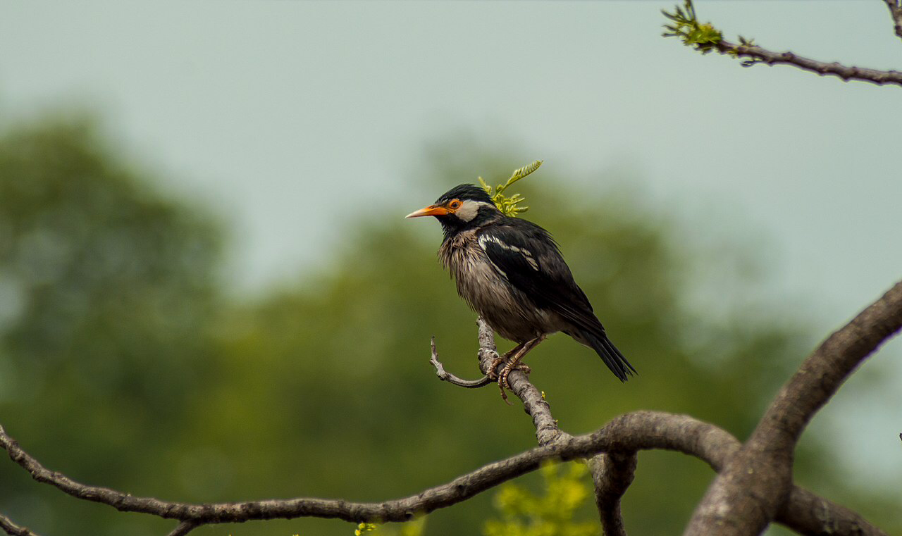Experts don’t really know how much birds are being affected by deforestation and that’s bad
