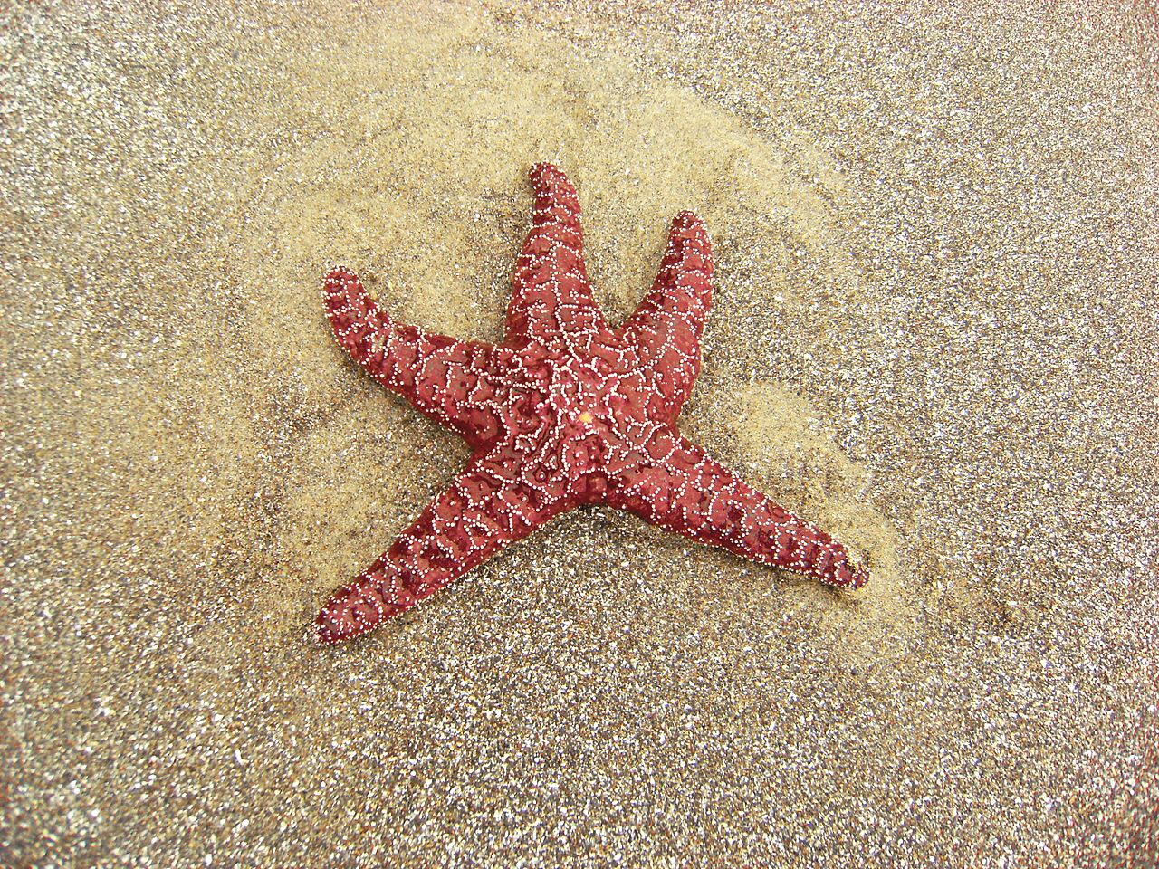 Microbes likely caused the deaths of millions of sea stars on the West Coast