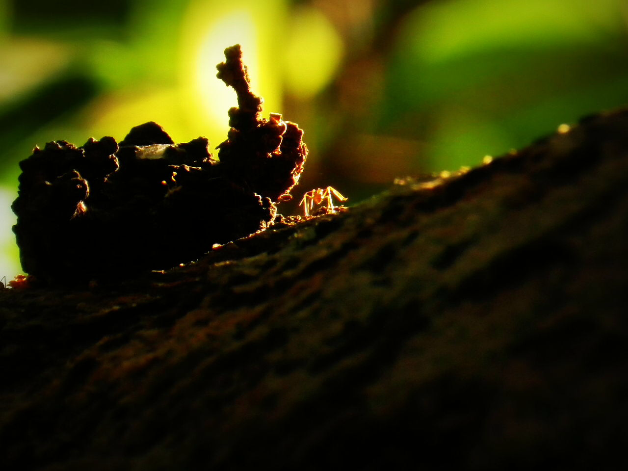 Plants and ants have been BFFs for a very very long time