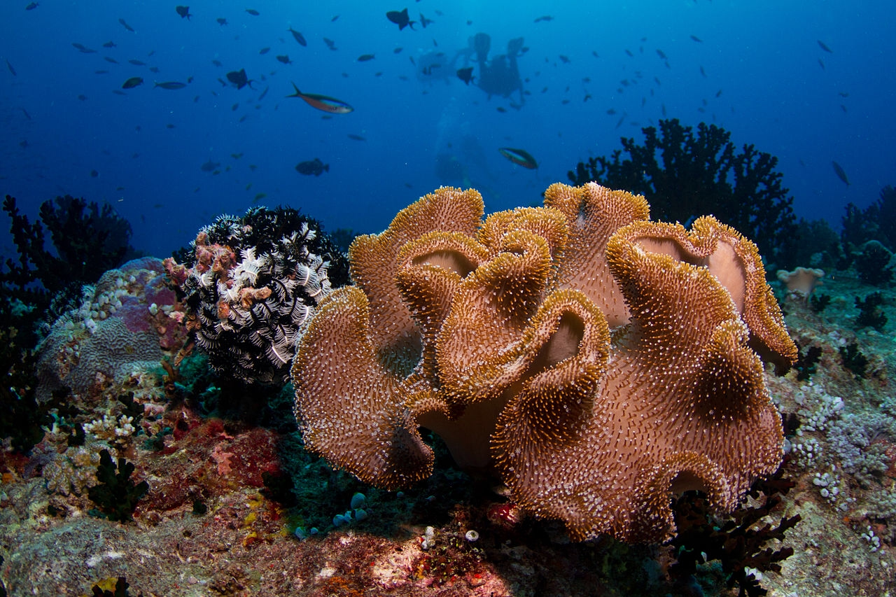 Rising sea levels may actually be beneficial for coral reefs