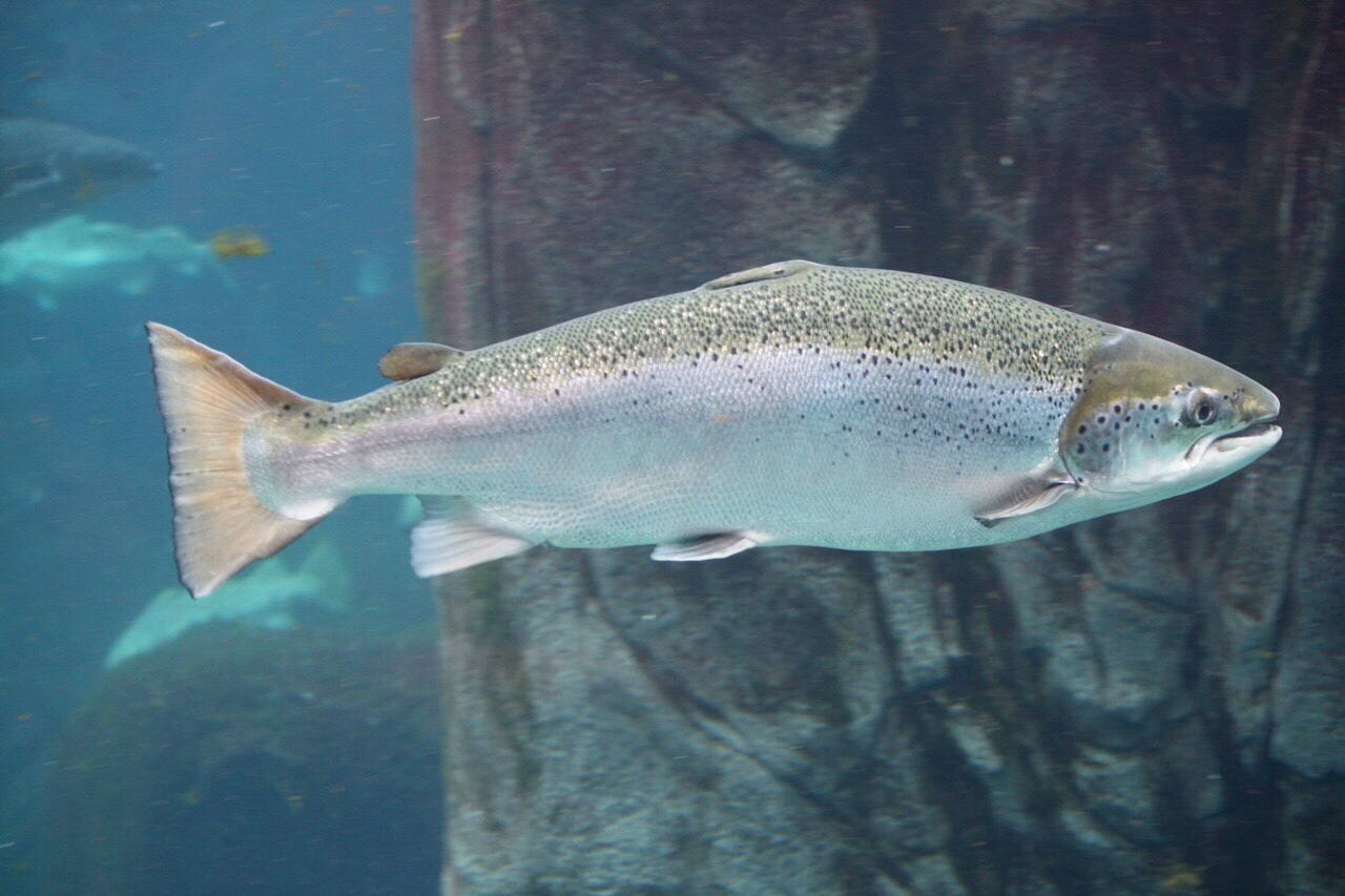 Salmon are shrinking and it’s coded in their genes