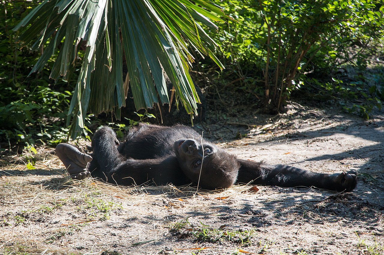 If you haven’t thrown out that old unused phone, you may be killing gorillas in Africa