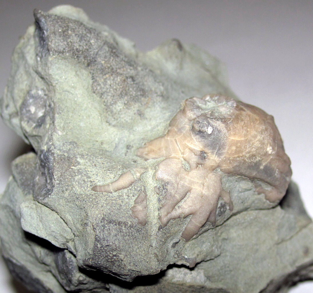 A massive case of volcano-induced global warming probably caused Permian extinction