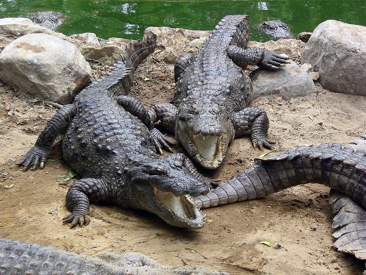 New analysis calls for a rethink regarding alligator and crocodile evolution