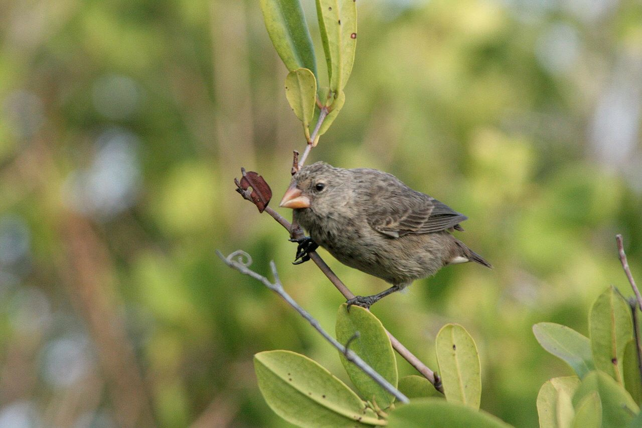 Food type may be less of a factor in Galapagos beak evolution than thought