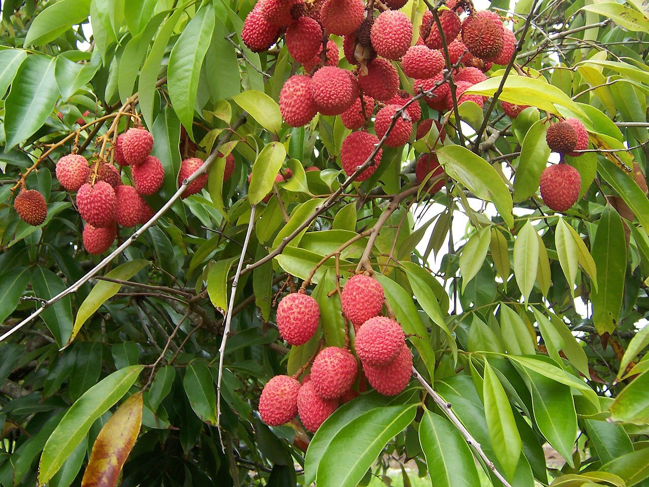 The Daily Dose: Feeding lychees to young children can kill them; HIV outbreak in Pakistan