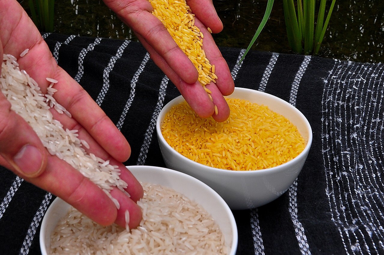 Golden Rice planting gets the green light in the Philippines.
