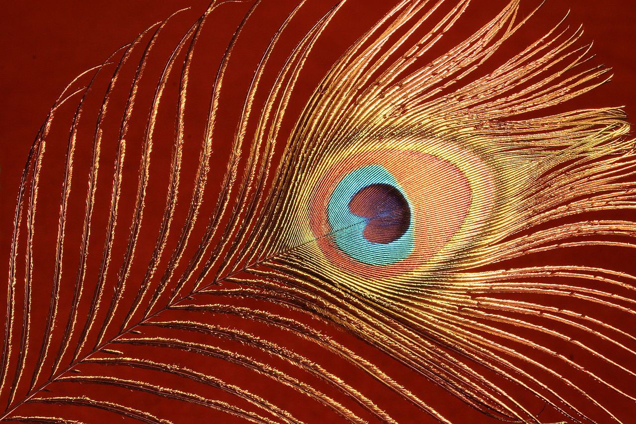 Researchers turn to molecular fossil data in order to date the emergence of feathers