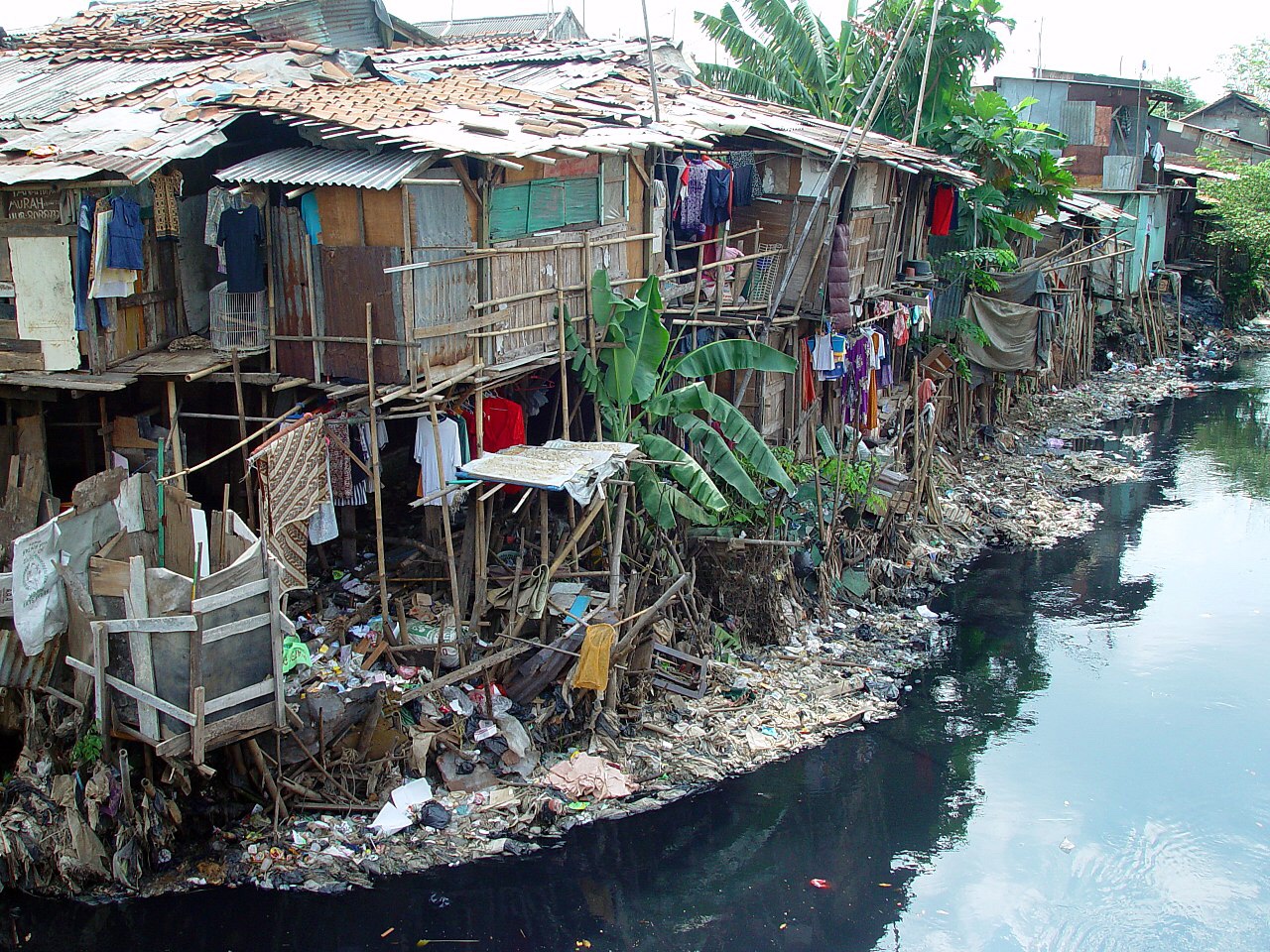 Global inequality is devastating forests, study