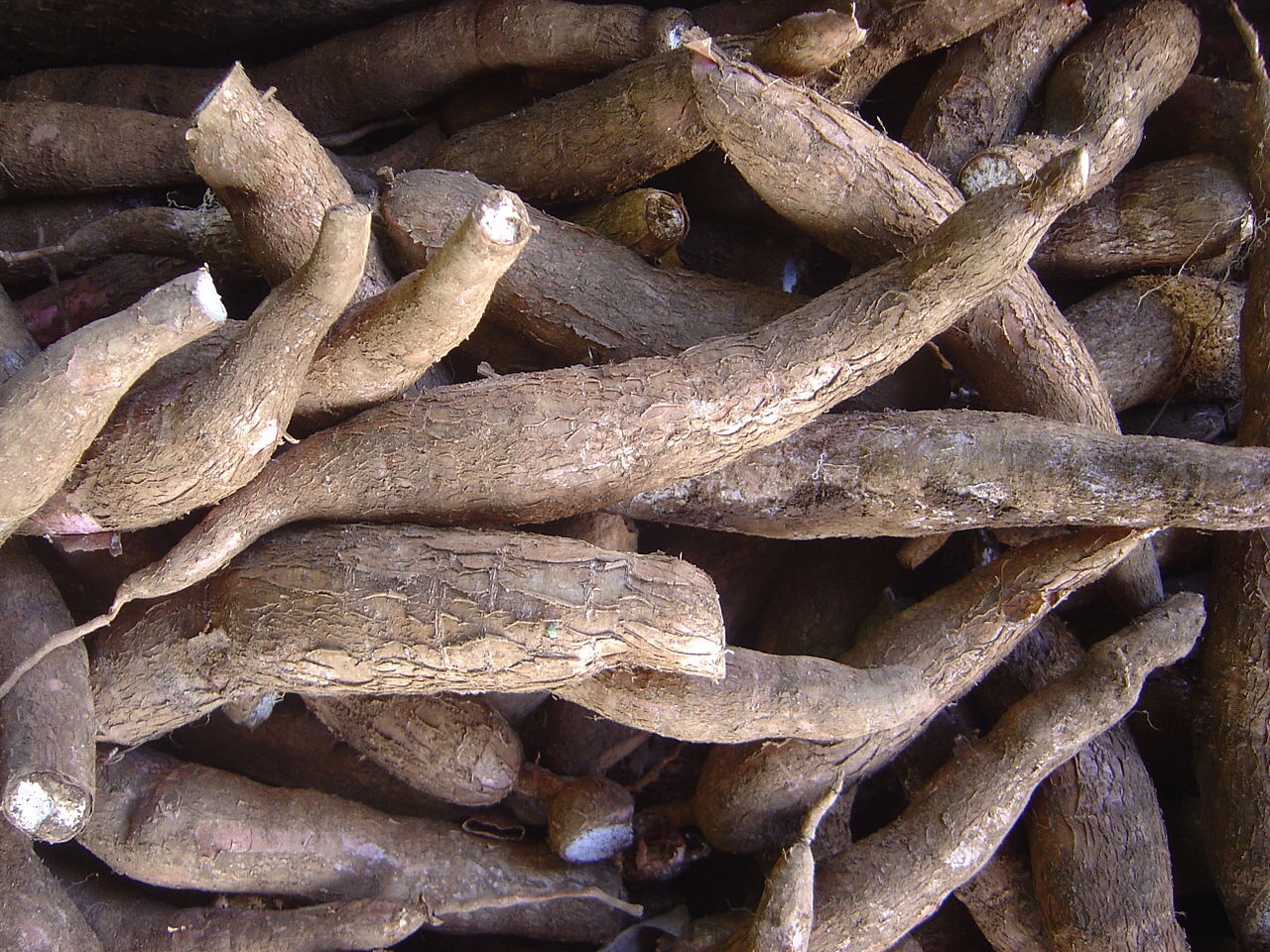 Researchers hope biofortified cassava can prevent anemia and stunting in Africa