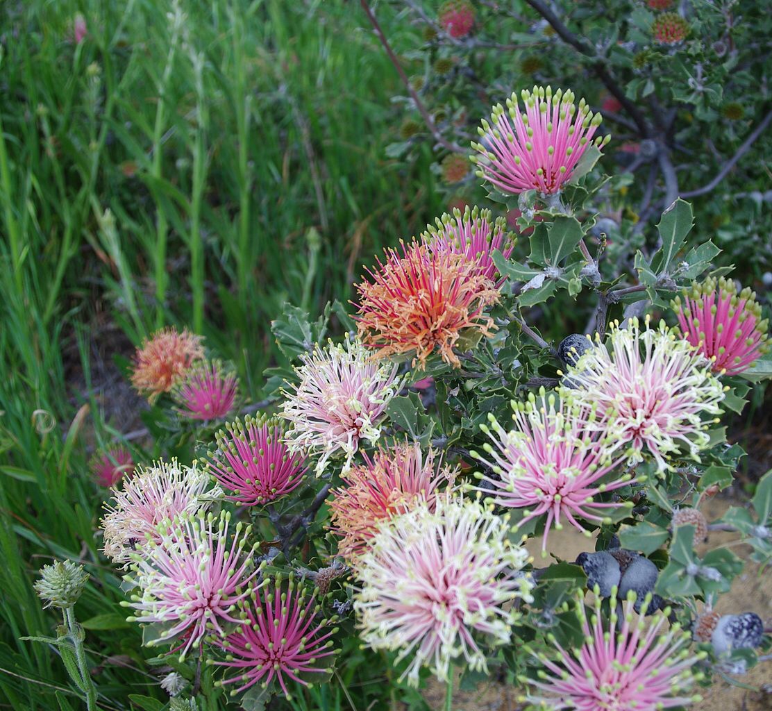 Australian Researchers have made a list of plants most likely to go extinct