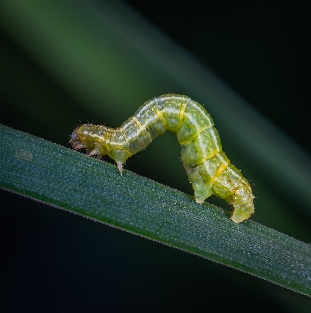 Vegans say ‘No’ to eating insects even if it combats global warming
