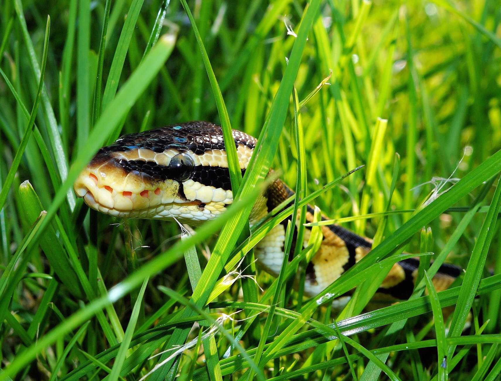 How seeing snakes in the grass helped primates to evolve
