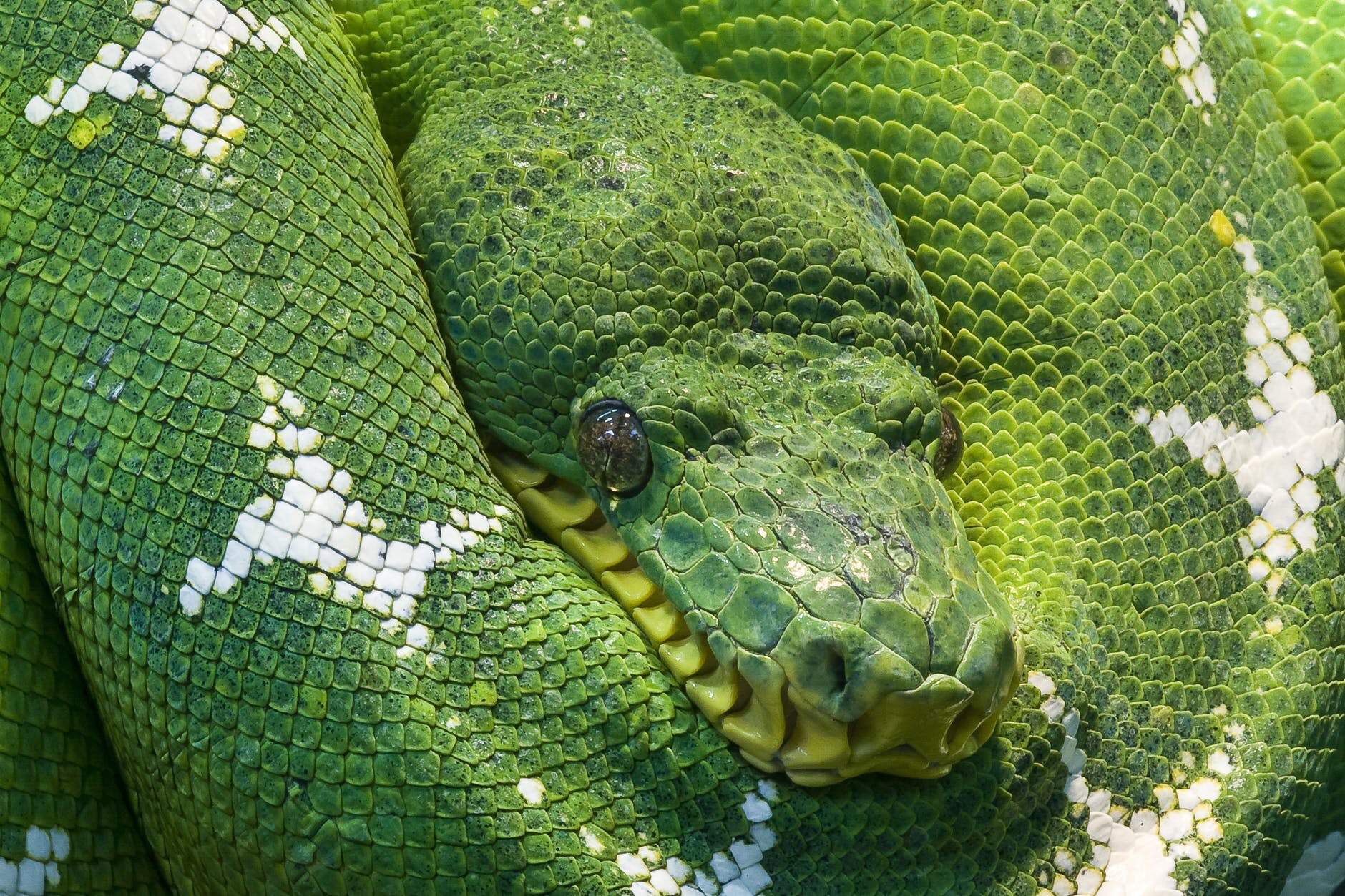 snake-python-animal-scale-45843 – Scientific Inquirer