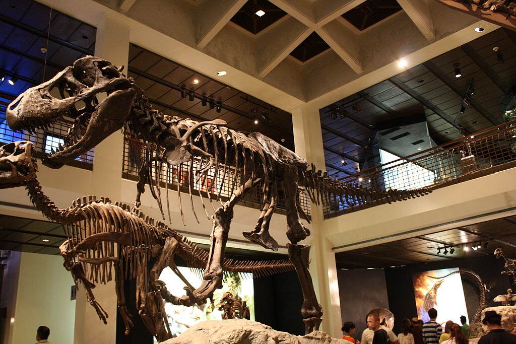 Teeny tiny T-Rex teaches about larger versions