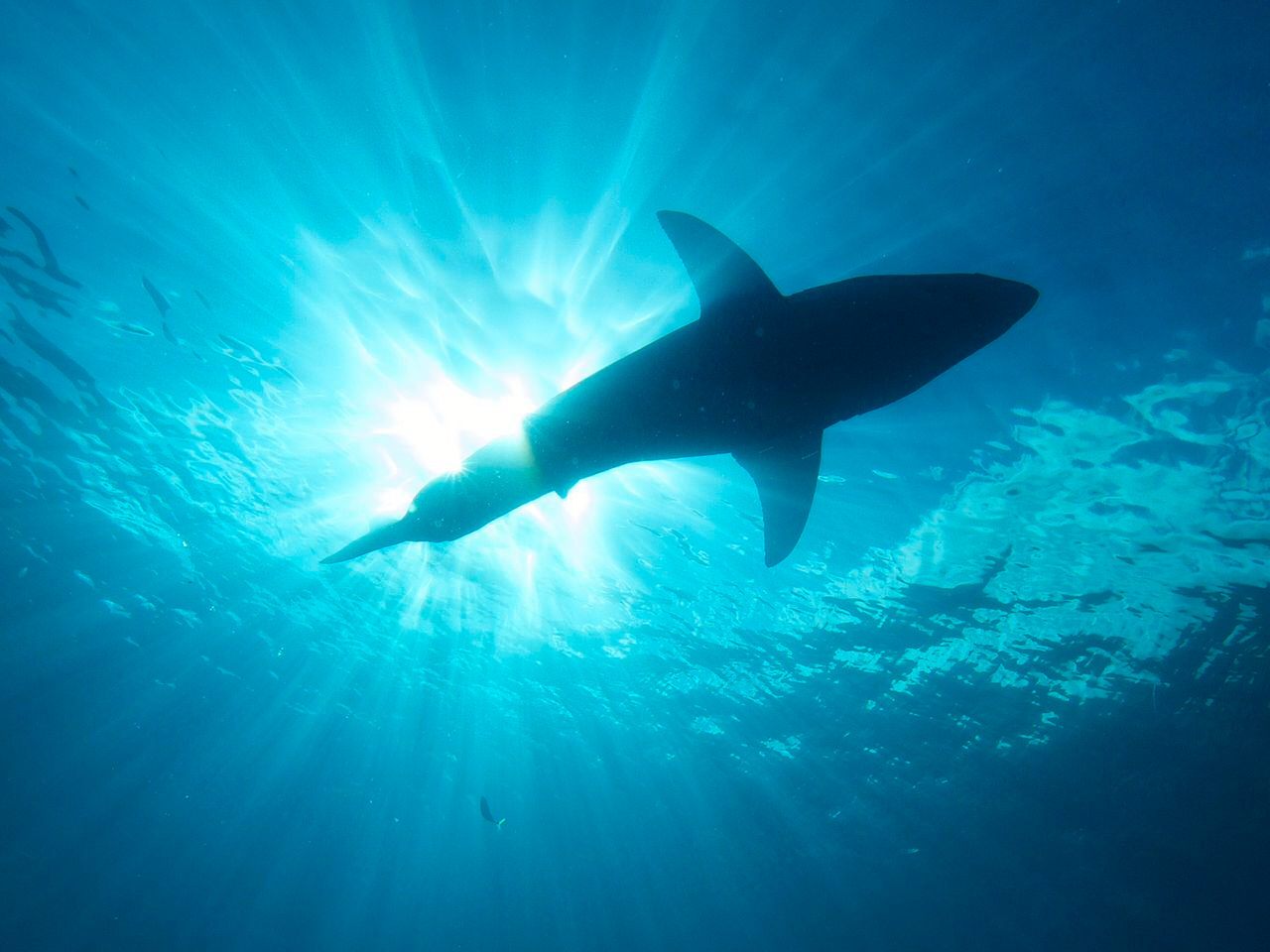 Marine species are dying off twice as fast as land animals due to warming temperatures