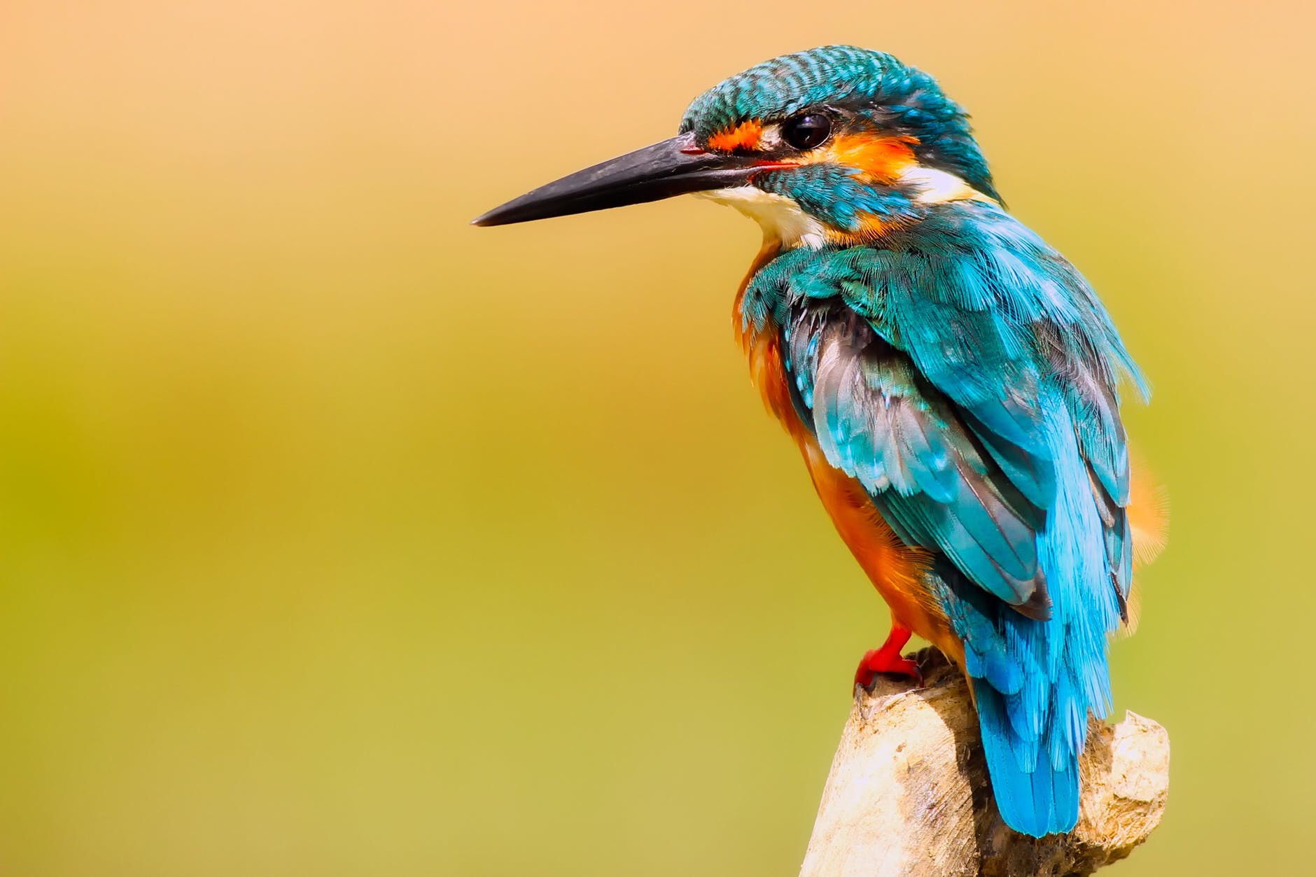 Scientists think they’ve figured out how patterns form in feathers