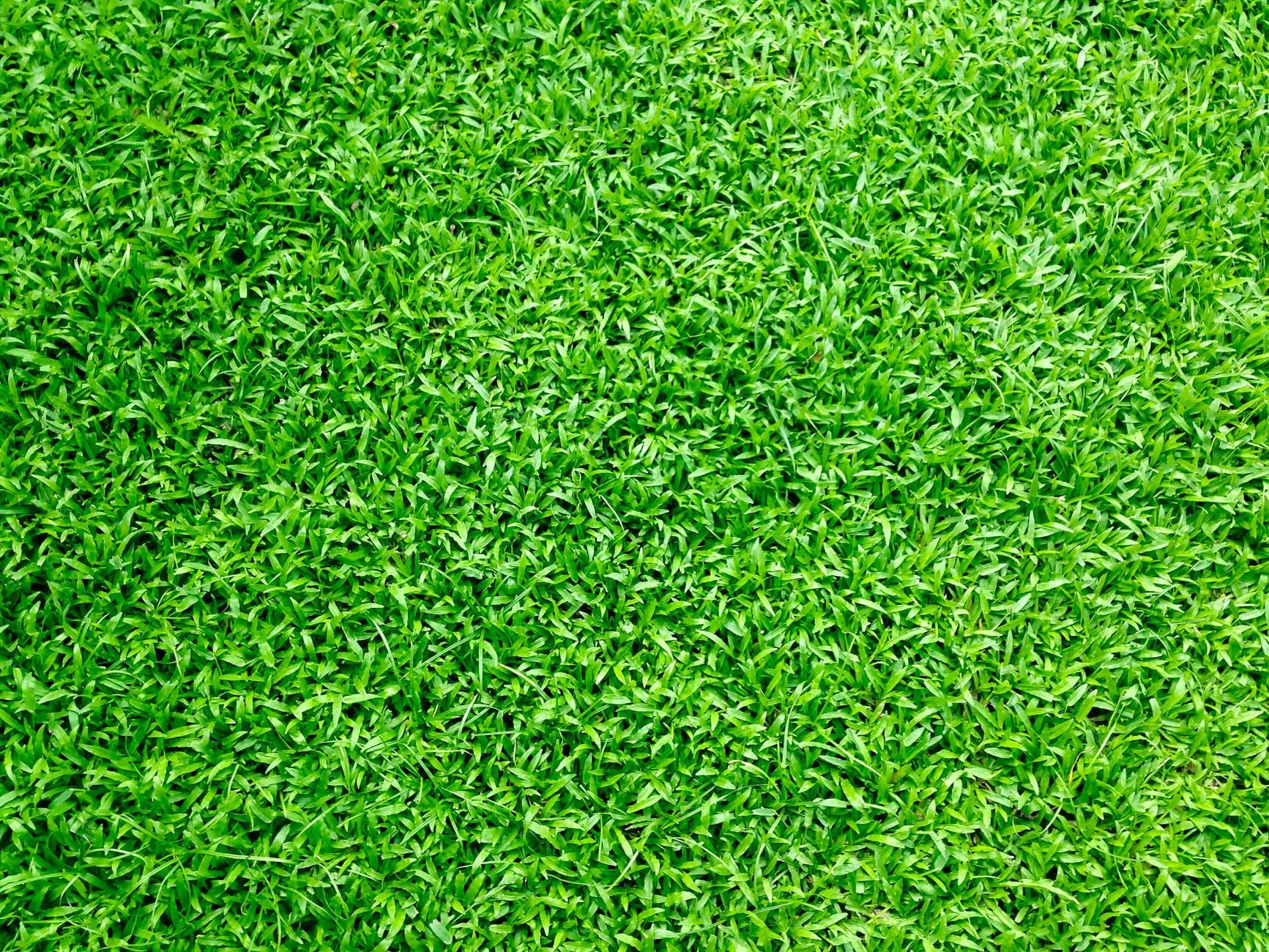 Harnessing plants’ natural immune system to fight pathogens