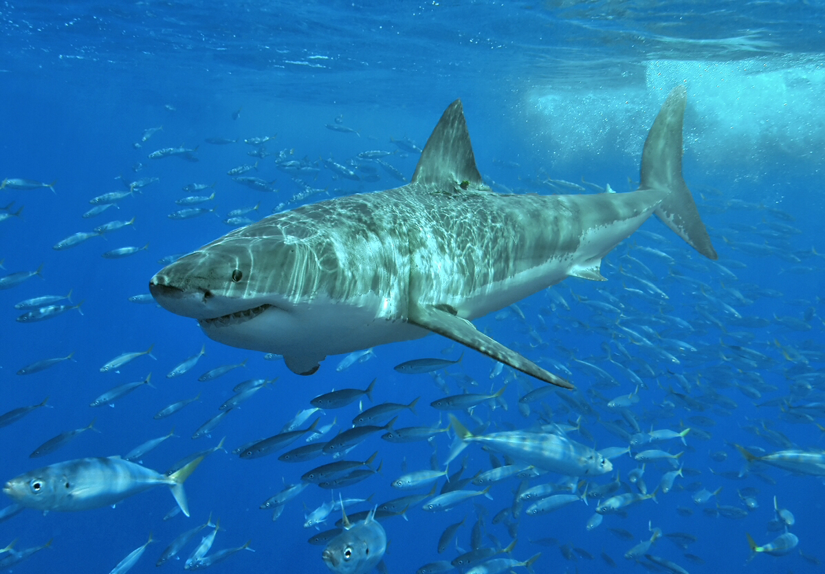 Apex predator shark traced back to a humble ancestor