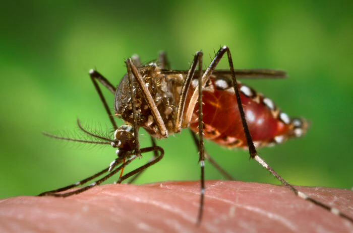 Scientists enlist bacteria to keep mosquito-borne diseases in check