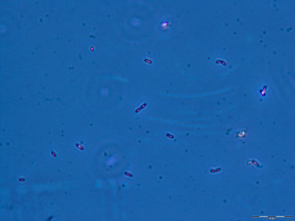 Electric bacteria may provide inspiration for nanowires