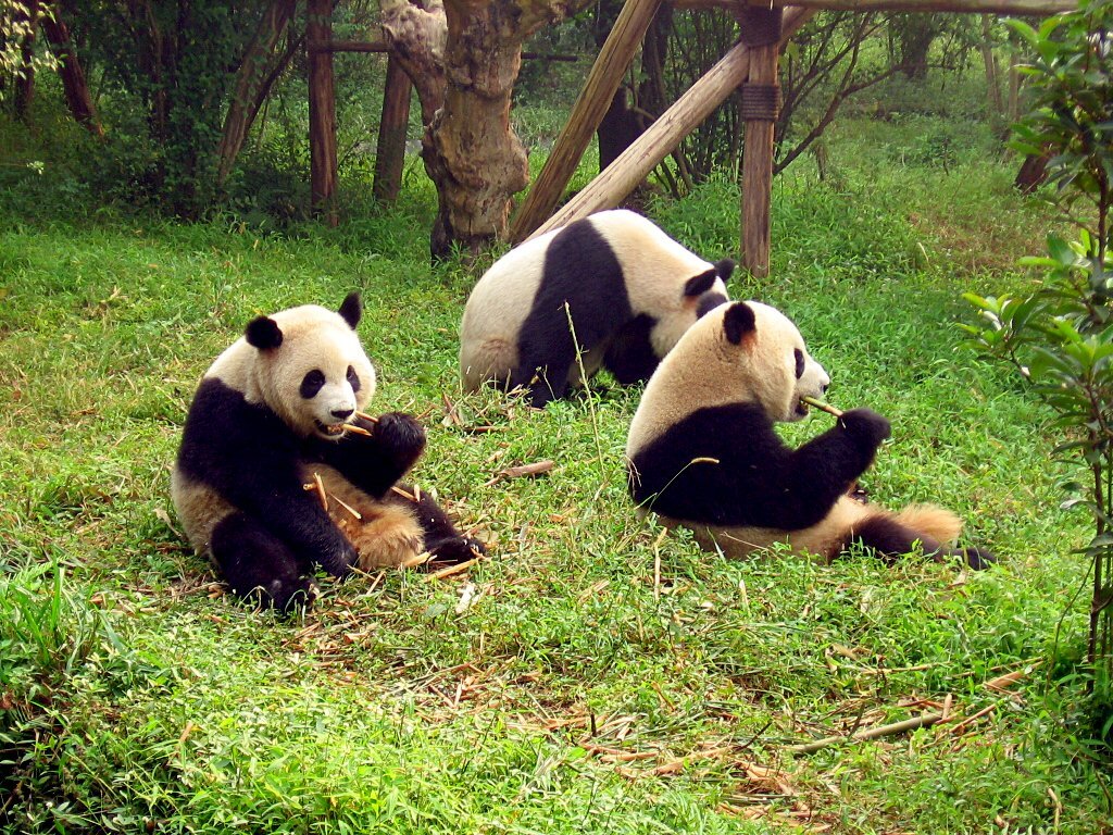 SCINQ Asia: China increases number of animals on conservation list