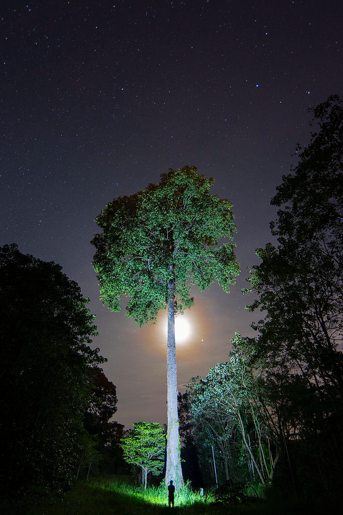 Researchers used the Brazil nut tree to learn 400 years of Amazon history