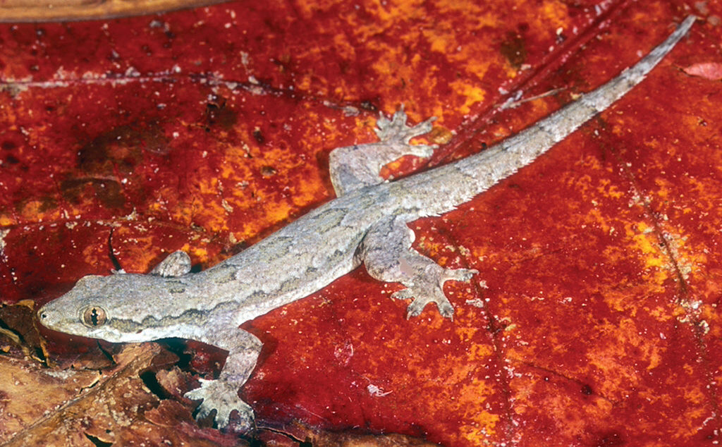 Asian geckos need some help