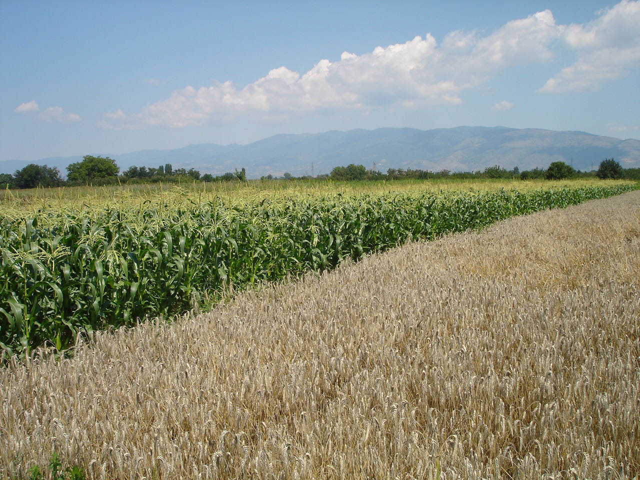 Climate change policies need to be balanced with food security