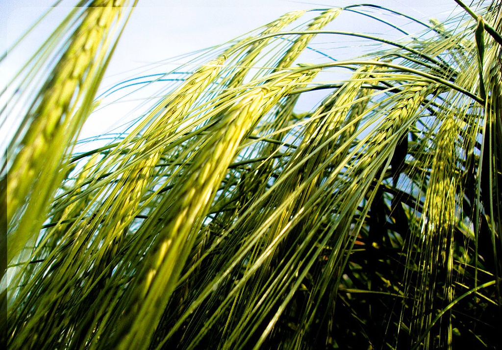 China’s wheat fields have a serious goatgrass problem