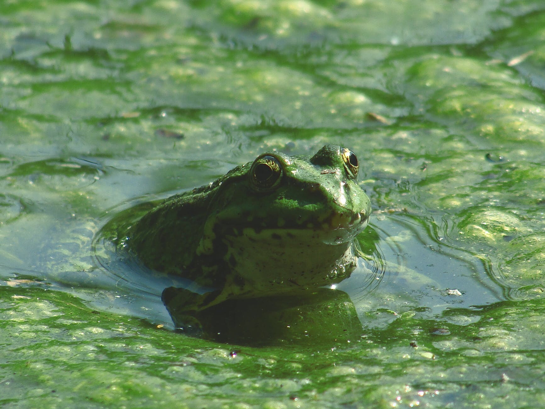 The transition from water to land made early animals better parents