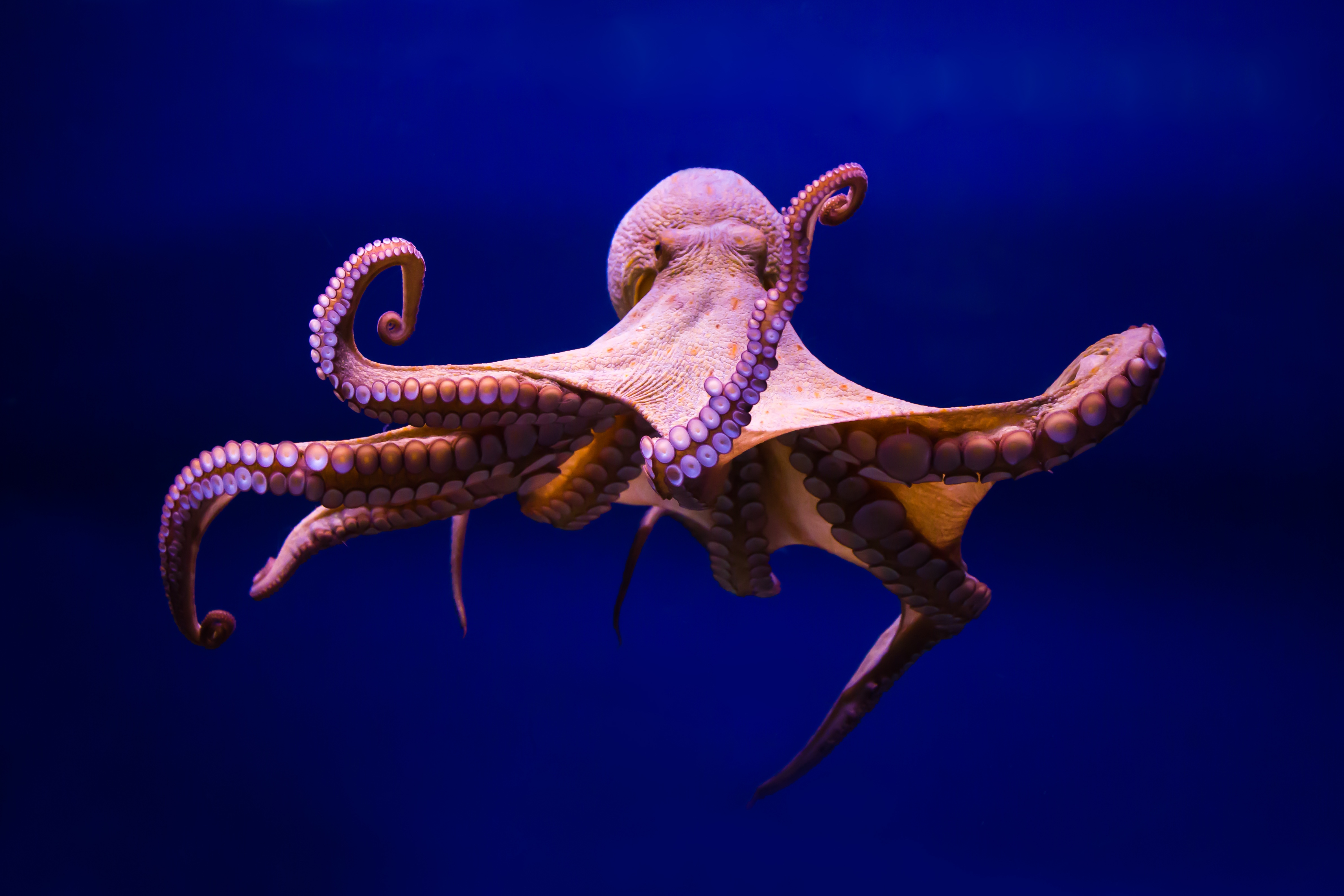 Do Octopuses Dream in Color?