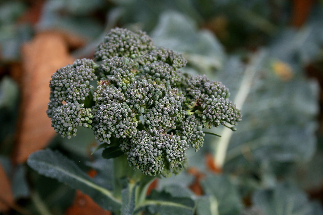 Farmers try to even out American broccoli production between coasts