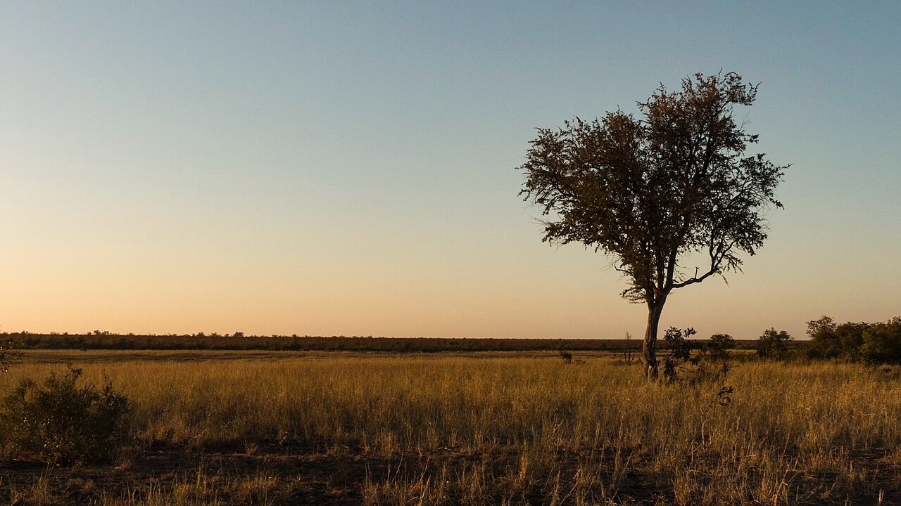 African scientists tell their European counterparts – keep your trees and get informed